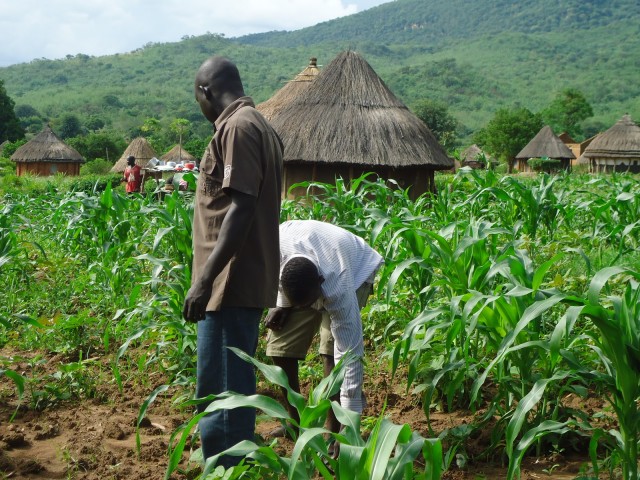 youth-farming