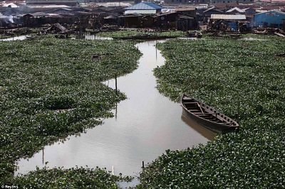 WATER HYACINTH COVERED LAGOON, NEAR THE MAKOKO SLUM, LAGOS. THE LASG PLANS TO CONVERT THE WATER PLANT TO FERTILISER FOR FARMERS (CREDIT: DAILY MAIL UK)