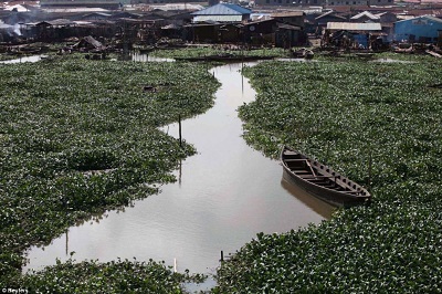 LASG To Start Conversion of Water Plant To Fertiliser, Paper 3 WATER HYACINTH COVERED LAGOON, NEAR THE MAKOKO SLUM, LAGOS. THE LASG PLANS TO CONVERT THE WATER PLANT TO FERTILISER FOR FARMERS (CREDIT: DAILY MAIL UK)