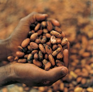 Cocoa-Beans