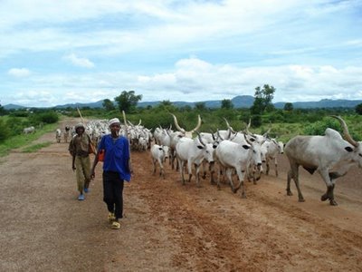 Fulani Cattle Reares