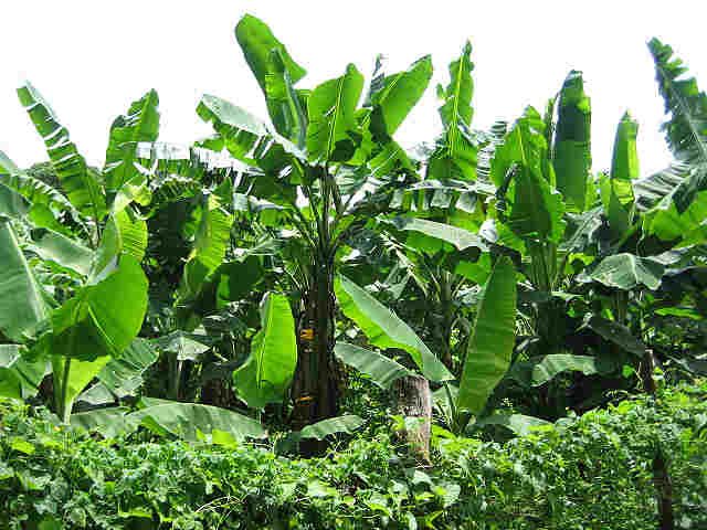 Young Couple Murdered in Farmland in Ebonyi State 1 Plantain Farm In Nigeria
