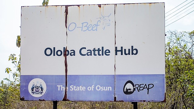 O-Beef: Osun State Set To Dominate Beef Market In The South West 1 Oloba Farms