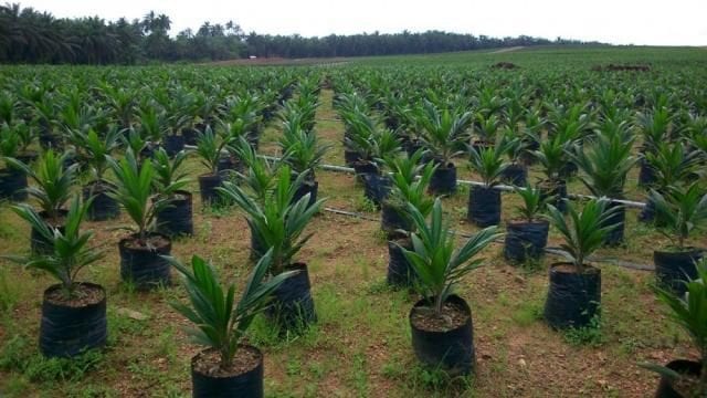 Nigeria Wilmar oil palm nursery EkongAnaku