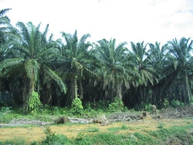 Oil Palm Plantation in Nigeria