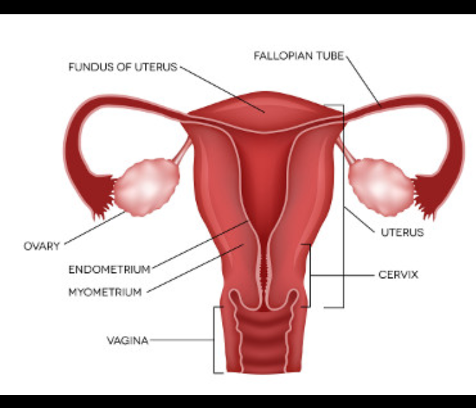 WHO Provides Awareness On Primary Cause Of Cervical Cancer 1 Cervical cancer