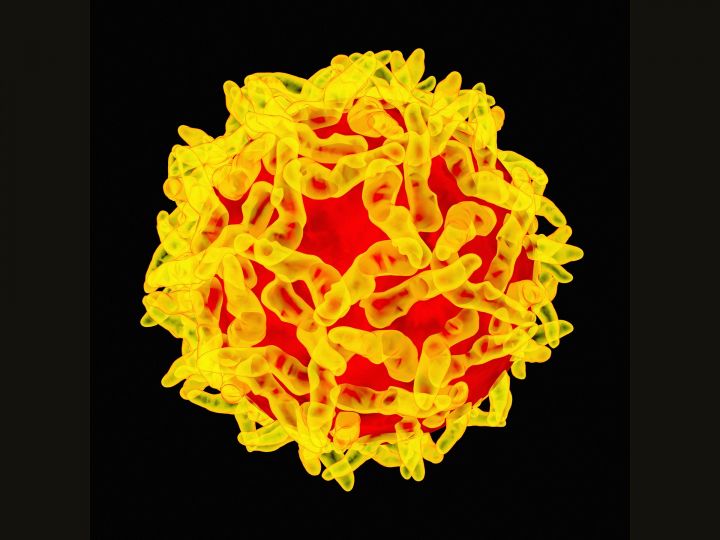Yellow Fever Breaks Out In Enugu State 1 Yellow fever