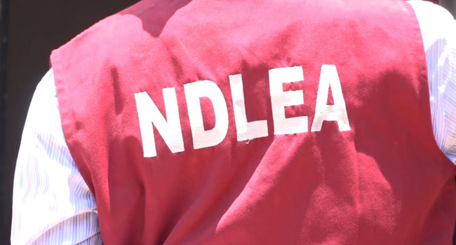 Ndlea Reports Significant Arrests And Seizures In Kano State 1 NDLEA
