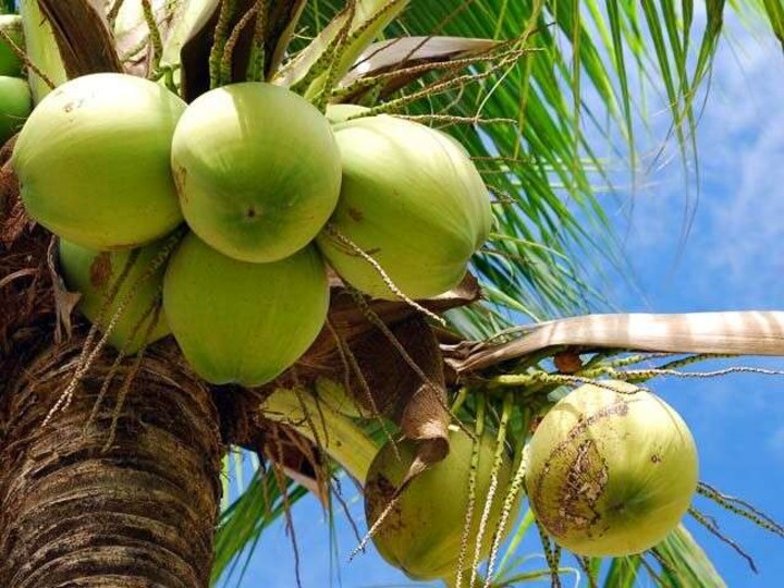 Stakeholders task Research Institutes to develop Improved Varieties of Coconut 1 Coconut Tree