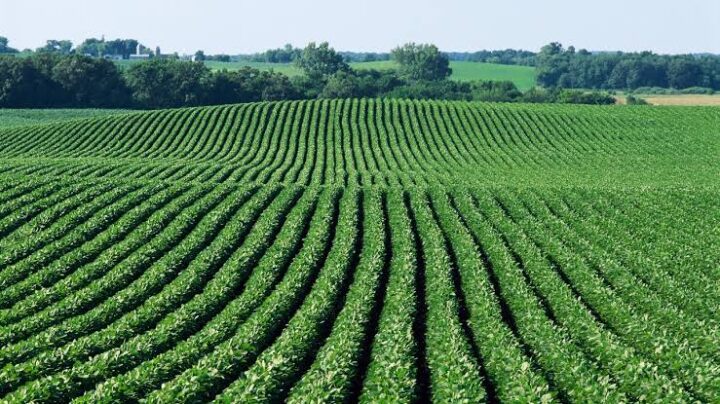 We are going to use NiMet prediction to plant more crops says AFAN 1 Agriculture