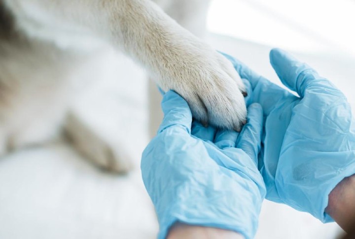 Veterinary Medicine