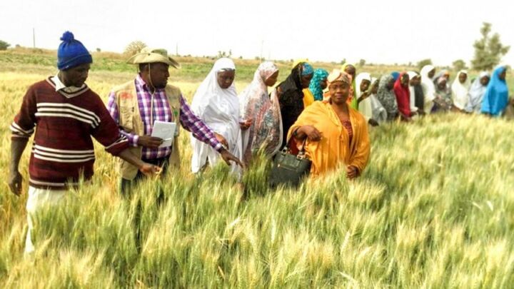 CBN shares N5.7 billion to 10,000 farmers in Bauchi to boost wheat farming 1 Wheat farmers