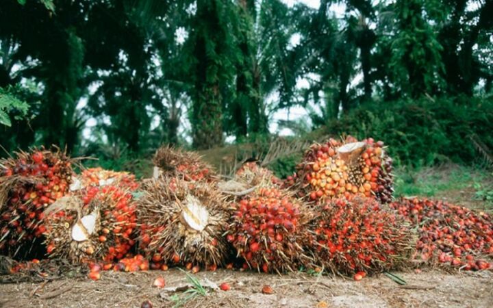 Okomu Oil Plc Affirms Gunmen Attack On Its Plantation In Edo State 1 Okomu Oil