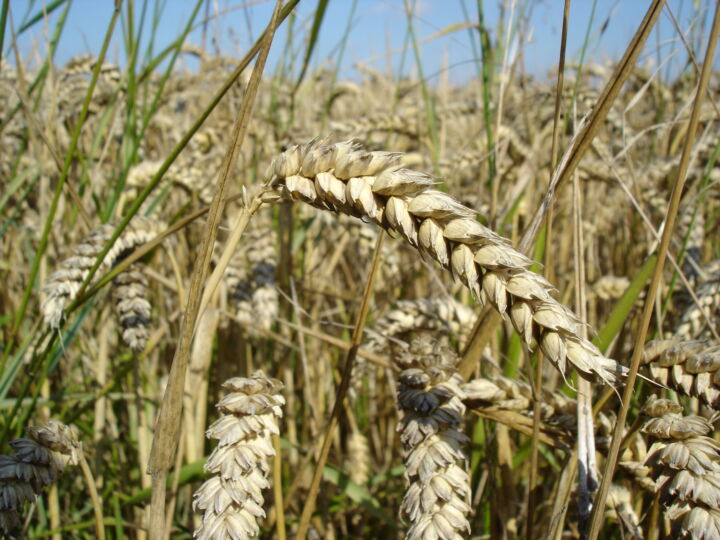 Farmers commence harvest of 5,120 hectares of wheat in Bauchi 1 Wheat_close-up