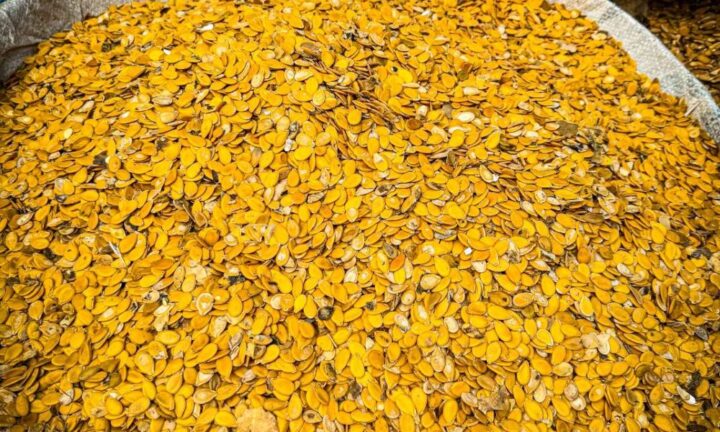 Egusi Seeds Become First Nigerian Commodity to Reach Space 1 Egusi seed